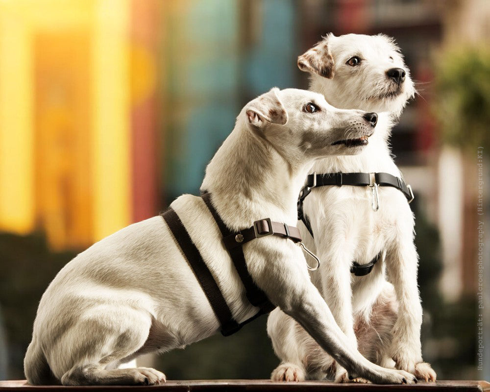 Anti-Stress-Geschirr STURMFREI® Saver für sehr kleine Hunde